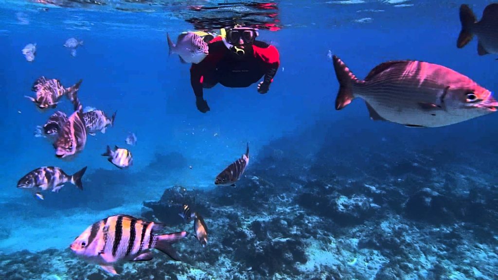 Underwater At Cemetery Beach and Reef