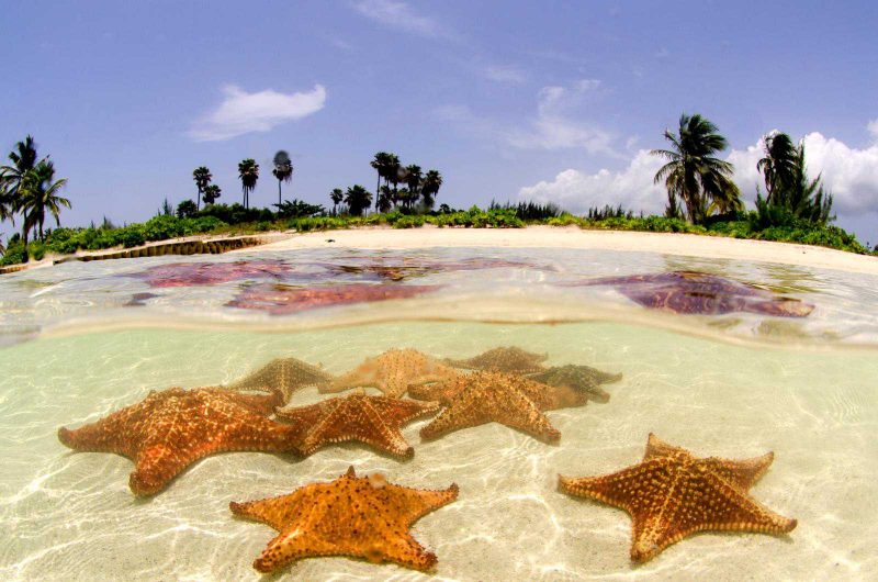 Starfish In The Cayman Islands