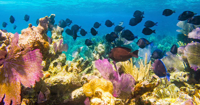 Hol Chan Marine Reserve - Ambergris Cay