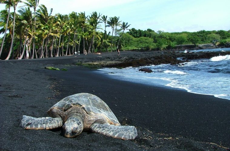 Punalu'u Beach in Hawaii