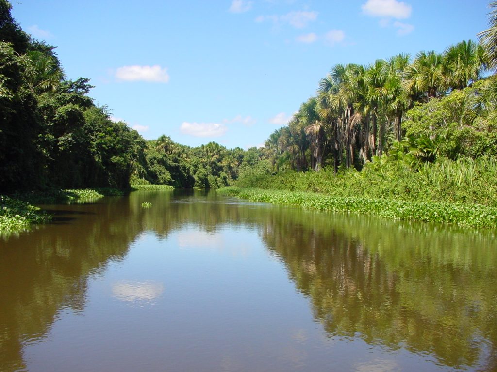 Jungle vegetation near the Orinoco Delta in Venezuela