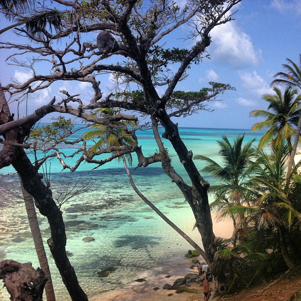 Trees shelter the view of the turquoise shallow waters and the underwater rocky formations