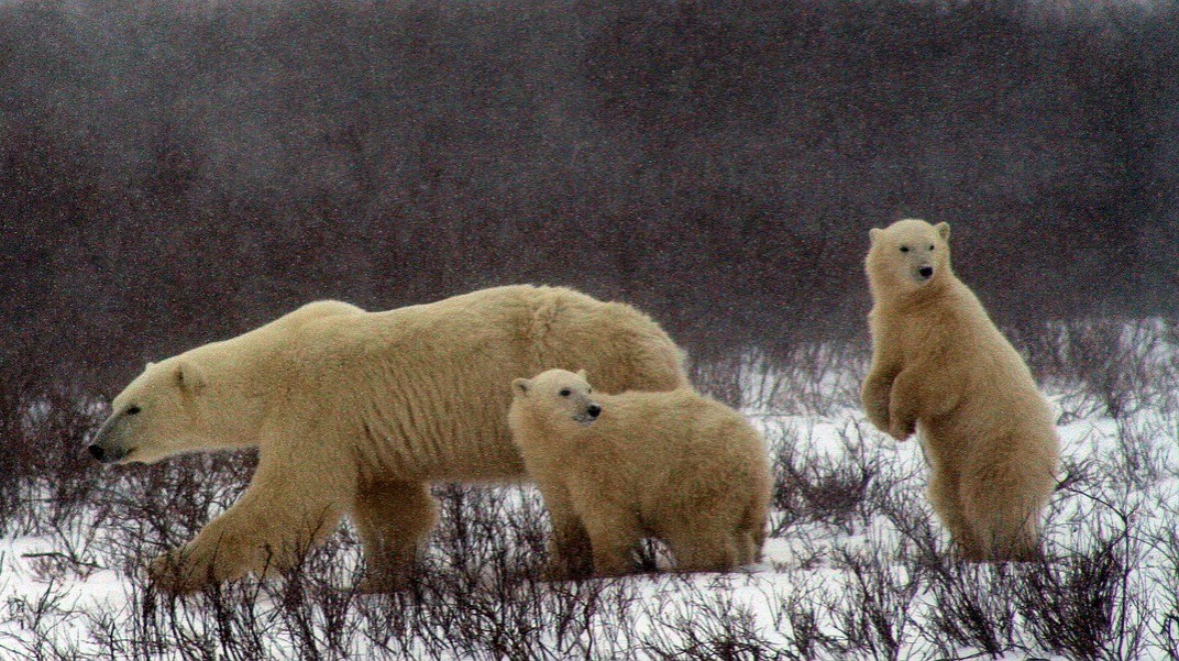 Churchill Manitoba