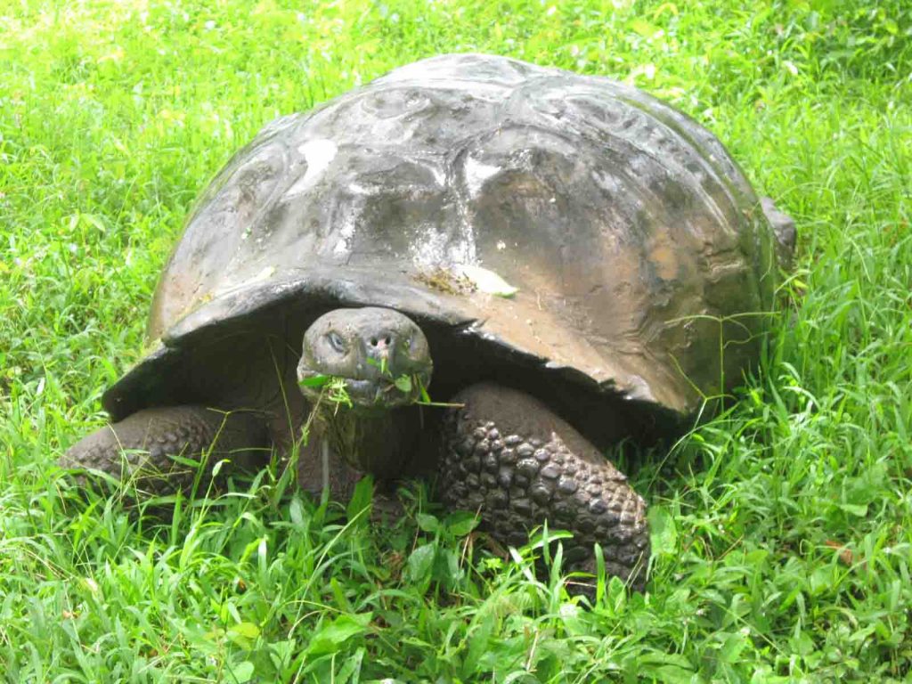 El Chato Tortoise Reserve