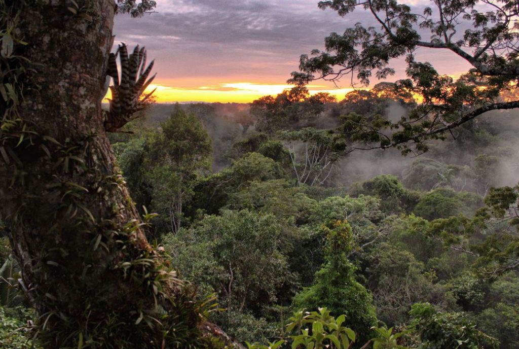 Yasuni Park in Ecuador