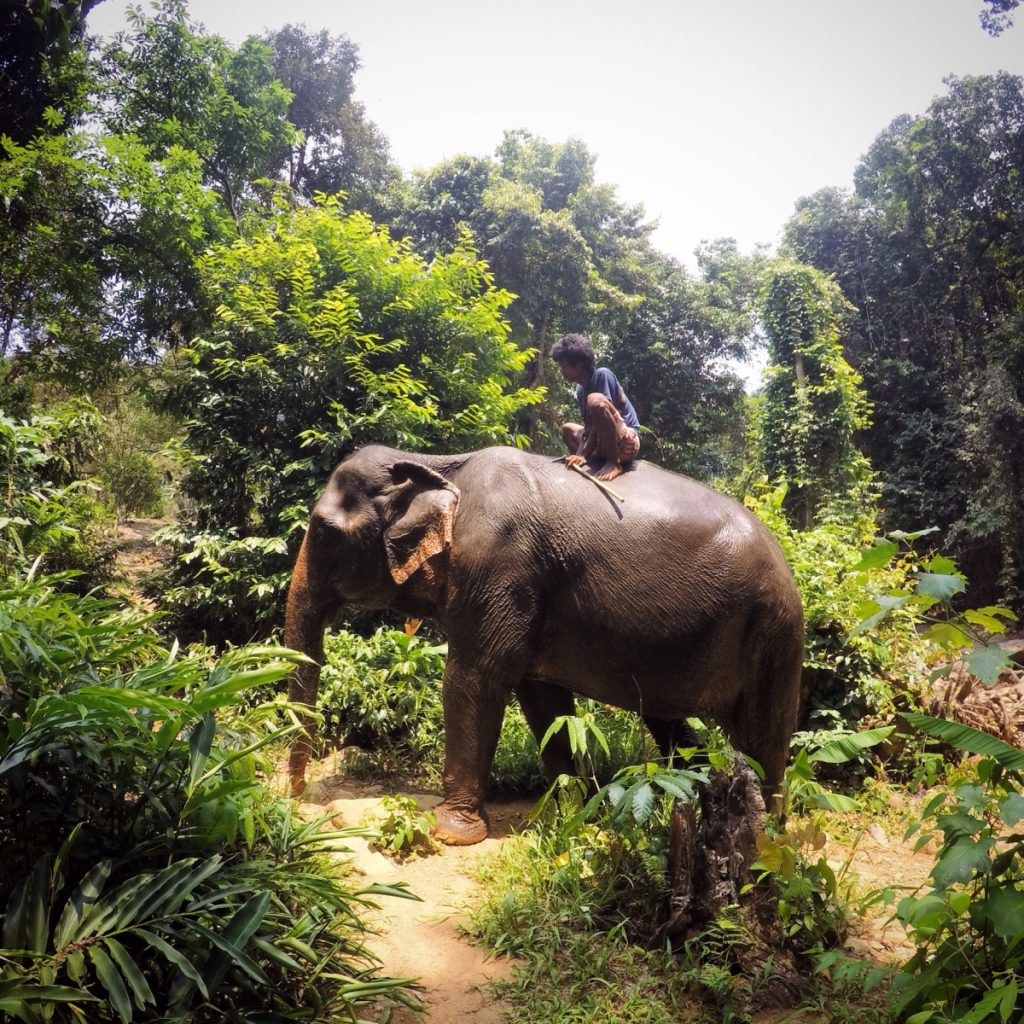 View of an elephant in Chiang May