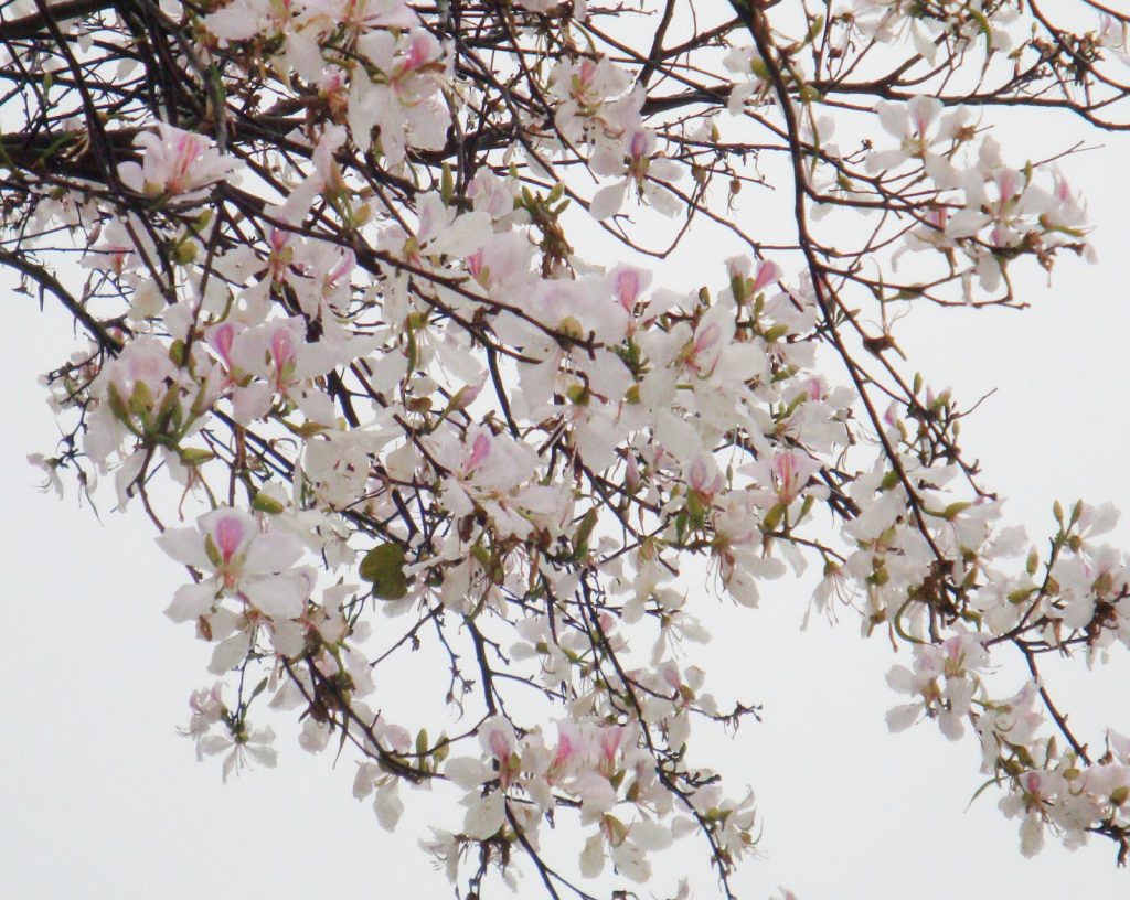 Springtime Hoa Ban flowers in Vietnam