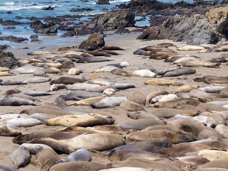 San Simeon Seals