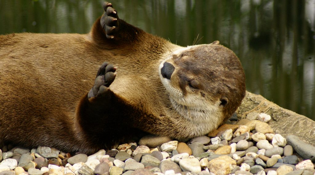 View of an otter relaxing at the North Georgia Zoo & Petting Farm