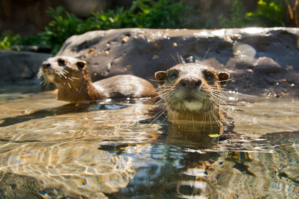 View of the cute otters at Discovery Cove in Tampa Florida