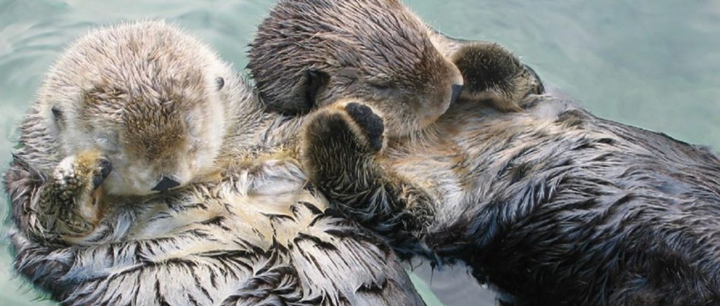 Sea otters holding hands in the water