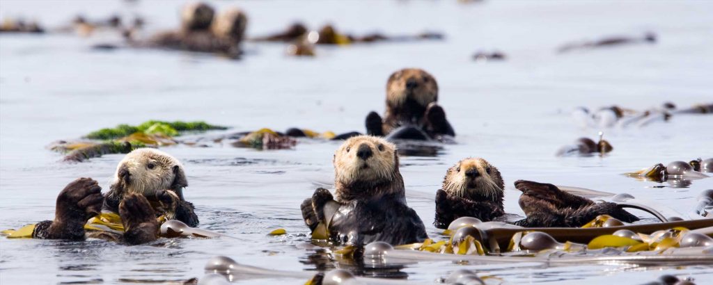 Swim with otters Canada