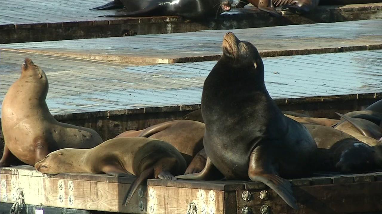 Dozens of sea lions are celebrated in January at Fisherman's Wharf in San Francisco