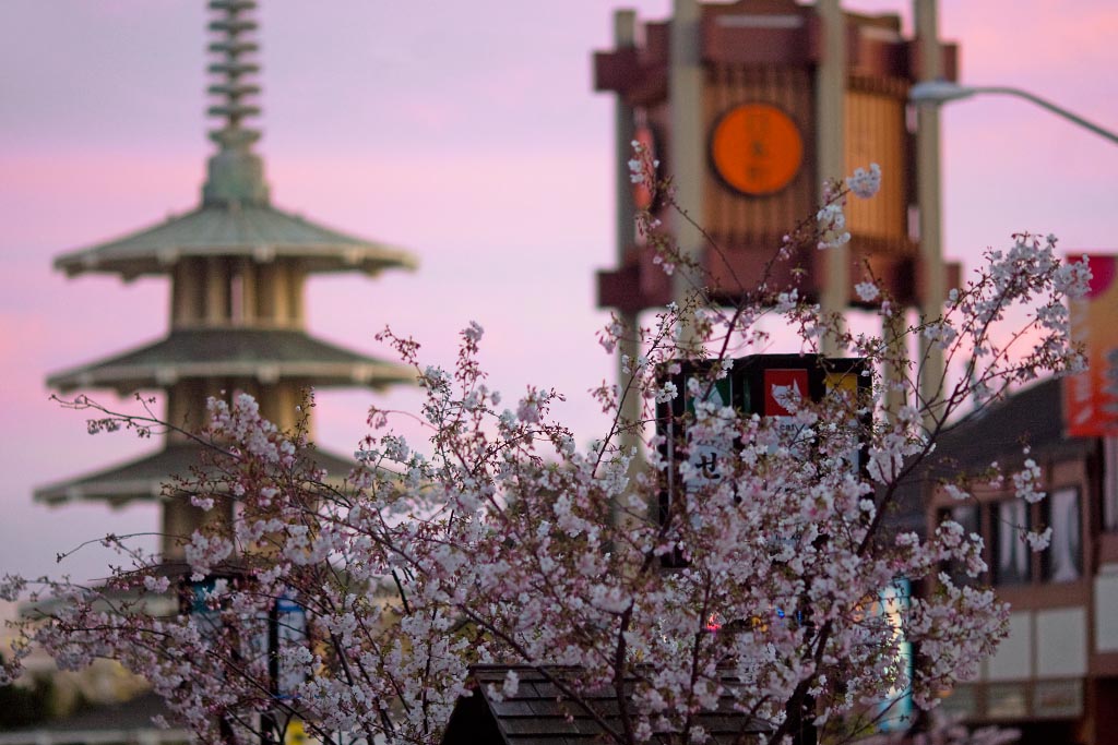 The Cherry Blossom Festival makes San Francisco the prettiest it ever could, turning it into shades of white, purple, and pink