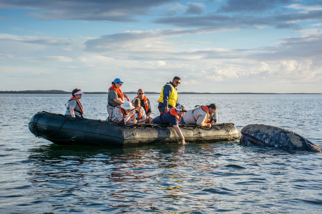 View of a whale watching boat tour, one of the kid friendly things to do in Ensenada