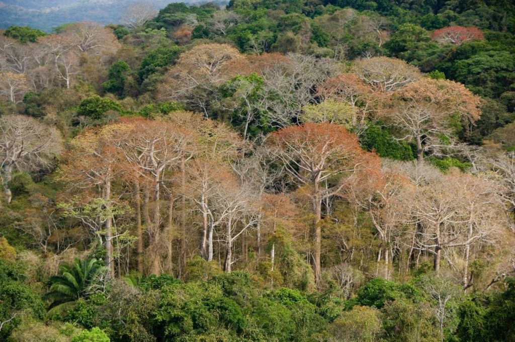 View of the Costa Rica rainforest during dry season