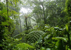 View of the tropical rainforest in Costa Rica in June