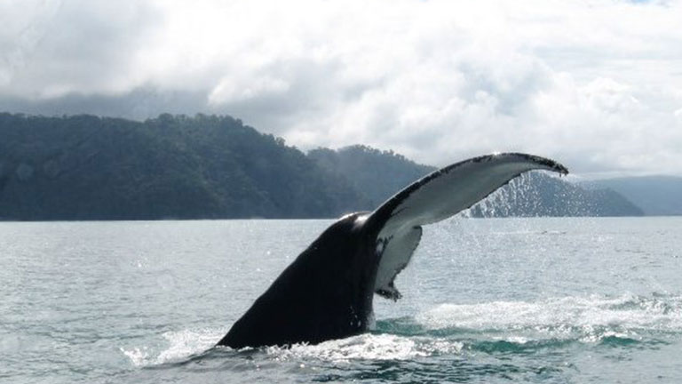 View of humpback whale diving into the ocean in Costa Rica