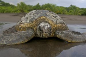 View of a green turtle on the beach in Tortuguero, Costa Rica