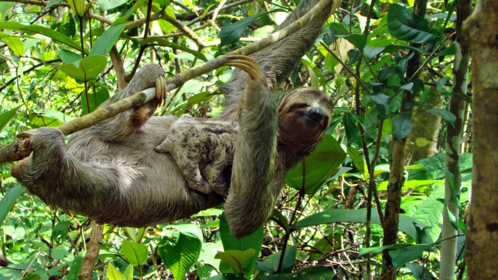 Sloth hanging from a tree with its baby in Costa Rica in February