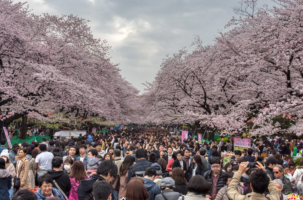 View of the cherry blossoms at Ueno Park in Tokyo