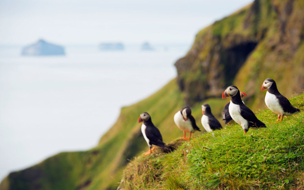 Five puffins gather at the edge of a moss-covered cliff ready to dive back into the water