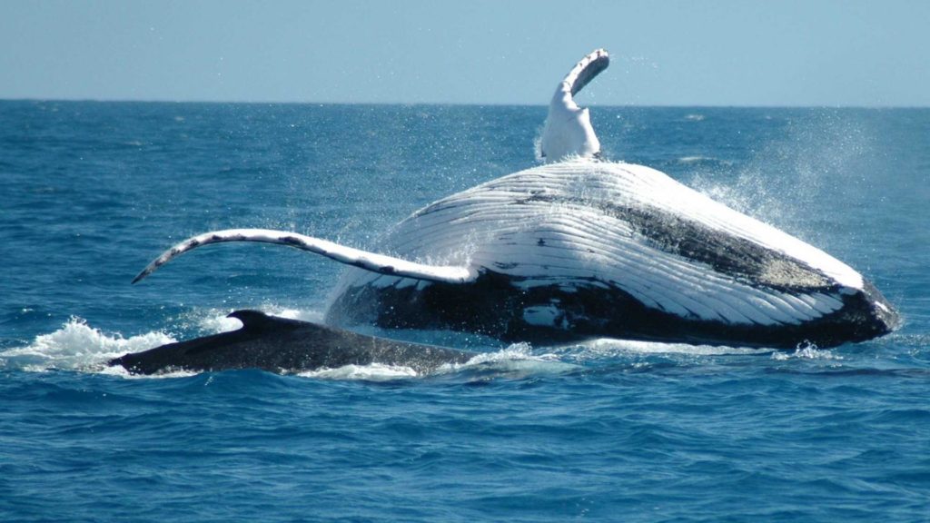 A whale jumps out of the water along the coast of South Africa